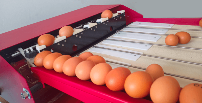 ¿Cómo se realiza el proceso de clasificación de huevos de mesa en Colombia?